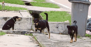 Jangkitan Rabies 'anjing gila' dikesan di Selangor
