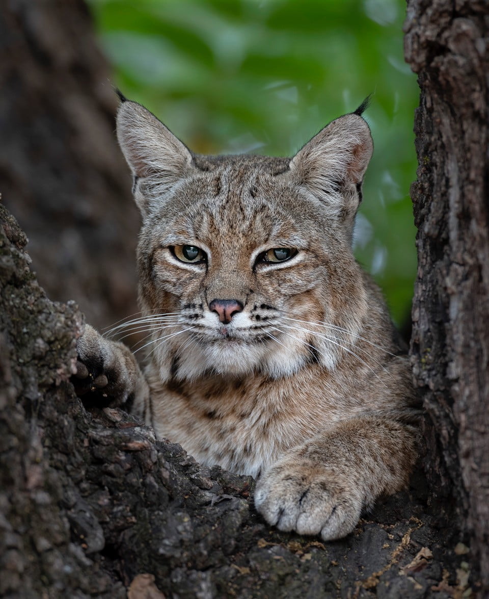 Nampak comel je, rupanya ini oyen yang paling digeruni ramai. Sebut sahaja kucing, haiwan ini terkenal dengan sikap comel dan manja. Tidak hairan mengapa ia menjadi salah satu haiwan yang banyak dipelihara oleh sebahagian orang ramai.