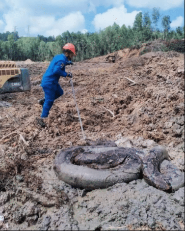 Pekerja tapak terkejut terjumpa binatang gergasi melingkar, saiz dah macam zaman dinasor. Gempar apabila penemuan dua emor ular sawa yang bersaiz besar di sebuah tapak pembinaan di Kampung Nangka, Marang. Ular yang pertama seberat 250 kg dan panjangya 5.79 meter ditemukan pada jam 1.55 tengah hari manakala yang kedua seberat 100kg. APM terpaksa menggunakan jentolak bagi memindahkan ular sawa tersebut. Menerusi Pegawai APM Daerah Marang Leftenan (PA) Mujahid Abd Wahab, ular sawa tersebut ditemui oleh salah seorang pekerja yang sedang menggali tanah menggunakan jentolah di lokasi berikut.