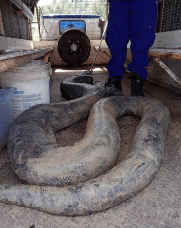 Pekerja tapak terkejut terjumpa binatang gergasi melingkar, saiz dah macam zaman dinasor. Gempar apabila penemuan dua emor ular sawa yang bersaiz besar di sebuah tapak pembinaan di Kampung Nangka, Marang. Ular yang pertama seberat 250 kg dan panjangya 5.79 meter ditemukan pada jam 1.55 tengah hari manakala yang kedua seberat 100kg. APM terpaksa menggunakan jentolak bagi memindahkan ular sawa tersebut. Menerusi Pegawai APM Daerah Marang Leftenan (PA) Mujahid Abd Wahab, ular sawa tersebut ditemui oleh salah seorang pekerja yang sedang menggali tanah menggunakan jentolah di lokasi berikut.