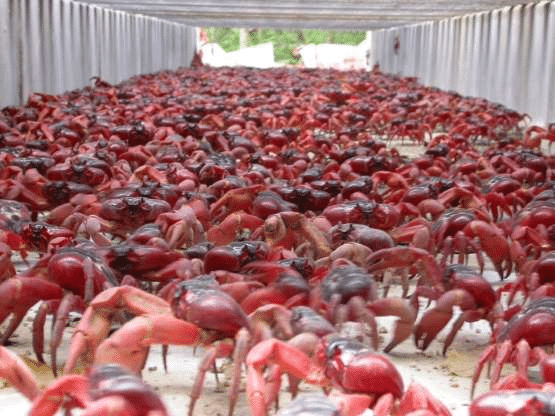 Senarai pulau paling pelik di dunia, no 3 tu terpaling misteri. Disebabkan sejarah lampau, bentuk, atau rahsianya, trivia mengenai pulau-pulau ini mungkin akan membuat anda terkejut. Ikuti senarai 15 pulau paling pelik di dunia.