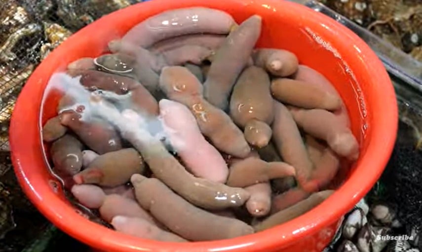 Terkejut tengok banyak terdampar di pantai Argentina, rupanya makhluk ini biasa dijumpai di Korea. Pengunjung sebuah pantai di Argentina terkejut apabila menemui sejenis makhluk dikenali sebagai ‘ikan zakar’, terdampar dalam bilangan yang besar, lapor akhbar Daily Star, 19 Julai lalu.Pengunjung Pantai El Murtillar di bandar Rio Grande melihat haiwan ganjil itu atau nama saintifiknya, urechis unicinctus petang Isnin minggu lalu.