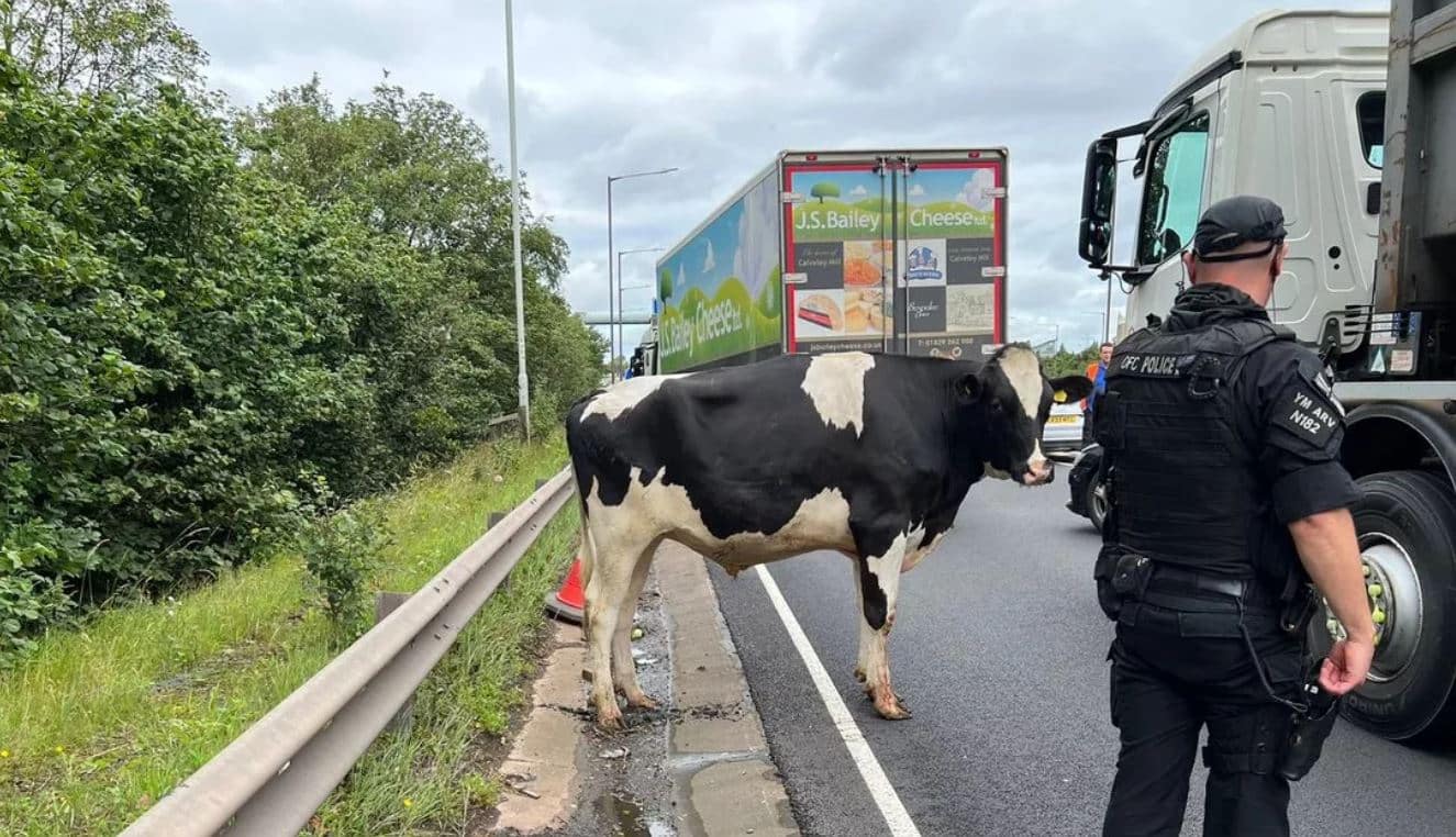 Bukan seekor lembu cedera tergolek, 90 minit jalan sesak teruk akibat pemandu lori cuai. Seekor lembu nyaris digilis selepas ia terjatuh dari sebuah lori ke atas jalan raya yang mempunyai had kelajuan 112 kilometer sejam, lapor akhbar The Sun, semalam.Video mengejutkan itu dirakam di lebuh raya M6, wilayah North West pagi Selasa lalu.