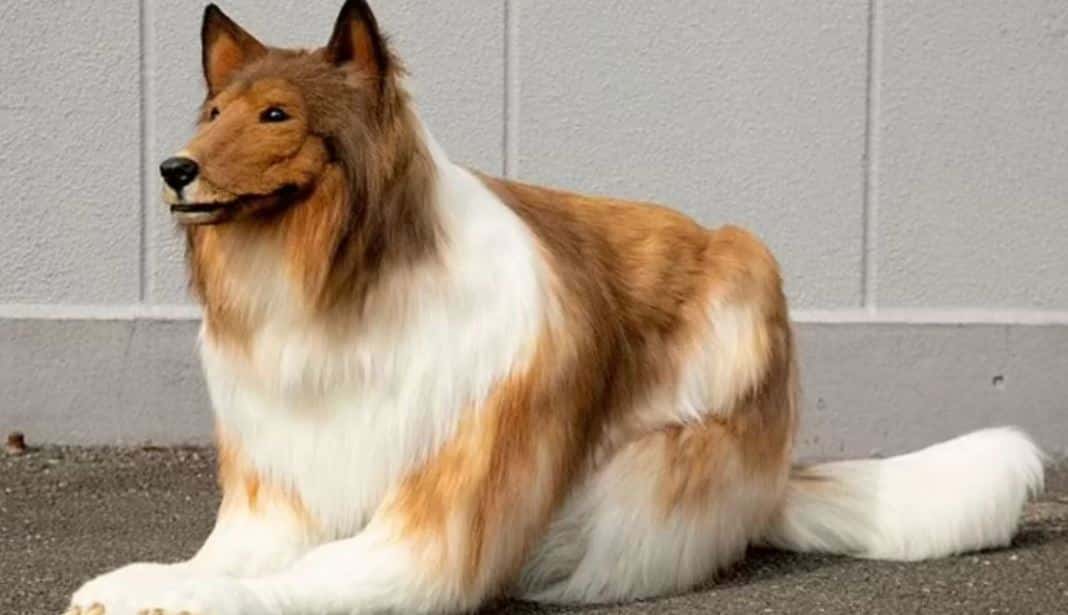 Lelaki habiskan RM63,000 semata-mata nak jadi anjing, siap jalan-jalan di taman. Lelaki Jepun mengubah dirinya menjadi seekor anjing selepas membelanjakan lebih AS$14,000 (RM63,525) untuk pakaian buatan khas.Lelaki itu menggelar dirinya Toco dalam saluran YouTube, berkongsi perjalanannya merealisasikan impiannya menjadi 'haiwan' dengan lebih 32,000 pelanggan saluran itu.