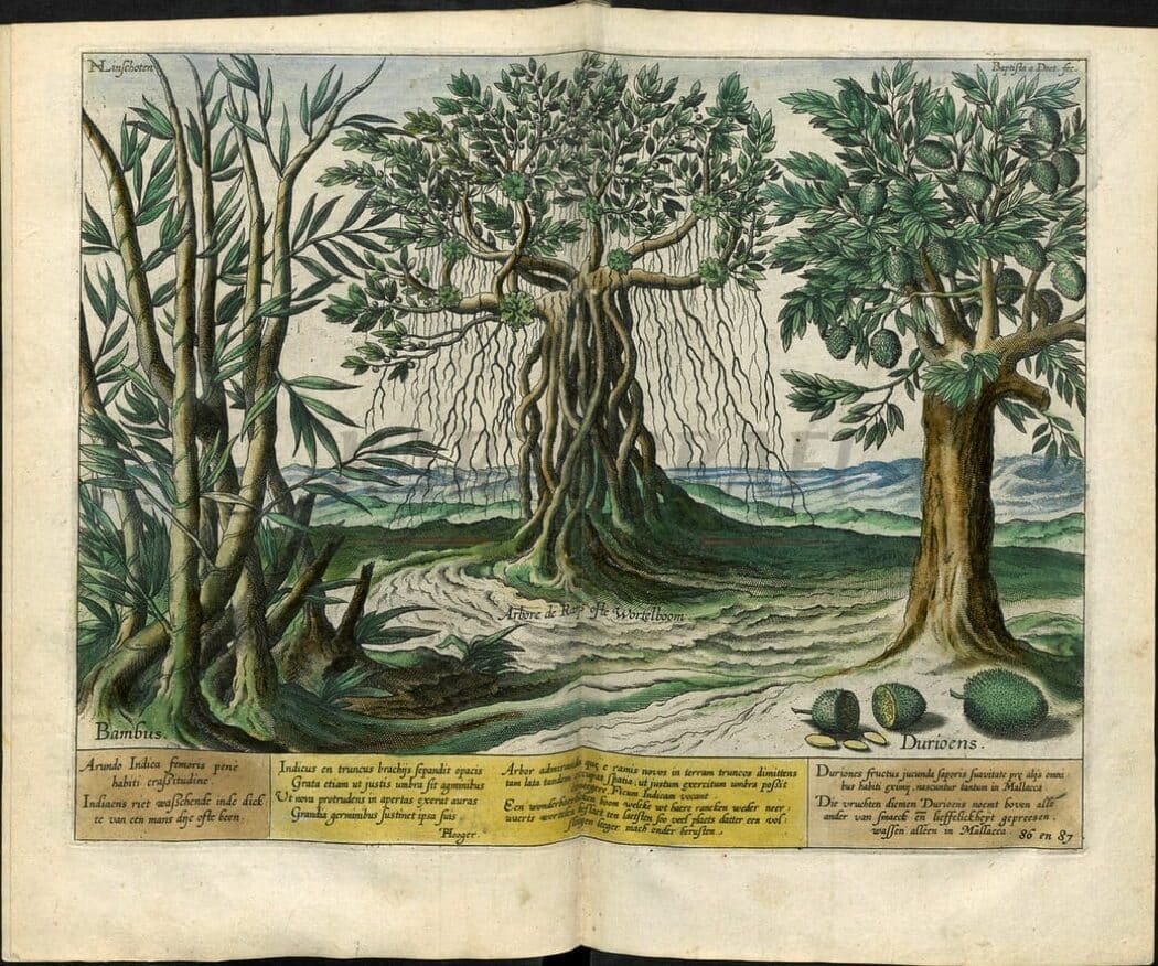 Rupanya 'raja buah' dah popular sejak 430 tahun dulu, siap ada catatan sejarah lagi. Buah durian sememangnya popular di kalangan masyarakat di Nusantara. Gelaran Raja buah yang diberikan membuktikan bahawa buah ini benar-benar mempunyai kelebihan tersendiri yang membuatkan ramai meminatinya. Walaupun mempunyai kulit luaran yang berduri, di dalam terkandungnya isi yang cukup manis dan lembut. Seperti yang kita sedia maklum, buah durian menjadi kegilaan ramai lebih-lebih lagi menjelang musimnya di Malaysia.