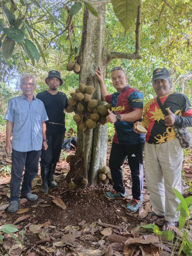 Berbuah lebat di pangkal pokok, 'durian comel' ini hanya ada di Borneo 