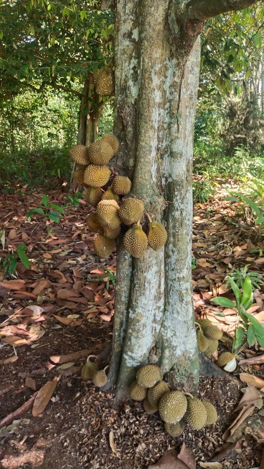 Berbuah lebat di pangkal pokok, 'durian comel' ini hanya ada di Borneo 