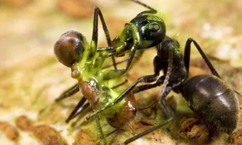 Kenali semut 'kamikaze' letupkan diri sendiri, saiz rahang 4 kali lebih besar, hanya ada di Malaysia dan Brunei