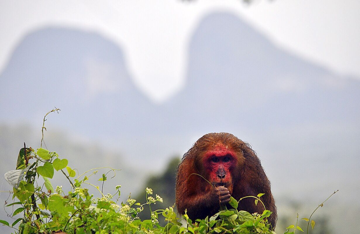 Merahnya muka beruk kentoi, primat hanya di Perlis ini rupanya alami keguguran rambut 