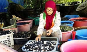 Orang-tanam-cendawan,-kita-pun-nak-tanam 02