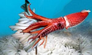 “Tengok mata dan kepala sahaja dah tahu segar atau tak”- pakar dedah cara betul pilih sotong