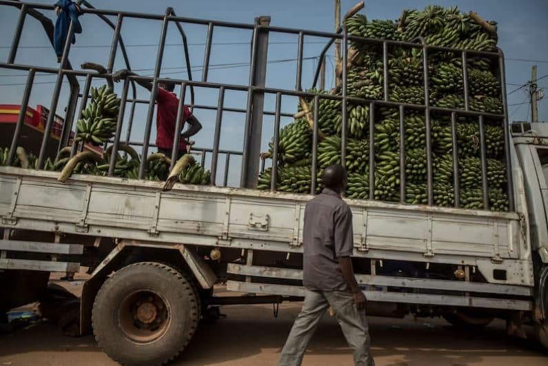 'Pisang sakti' ini rupanya penyelamat jutaan nyawa, hanya terhasil selepas 18 tahun penyelidikan