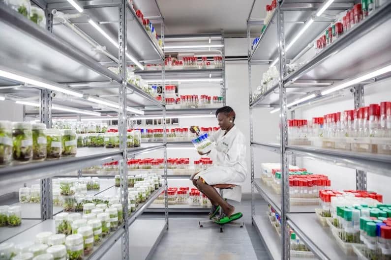 'Pisang sakti' ini rupanya penyelamat jutaan nyawa, hanya terhasil selepas 18 tahun penyelidikan