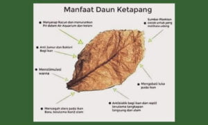 Berjaya-dapat-RM1-juta-pada-usia-29-tahun,-mulanya-hanya-kutip-daun-ketapang-tepi-jalan.jpg-01