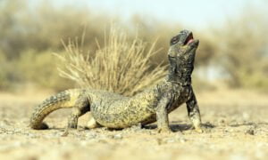 Terkenal-sebagai-minyak-penguat-tenaga-batin,-ini-fakta-menarik-tentang-Dhab-yang-ramai-tak-tahu 01