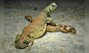 Terkenal-sebagai-minyak-penguat-tenaga-batin,-ini-fakta-menarik-tentang-Dhab-yang-ramai-tak-tahu 02