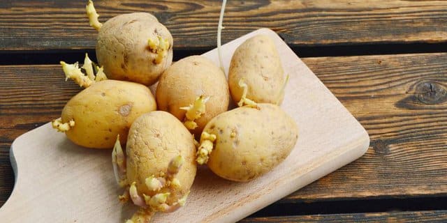 Bahaya makan tunas kentang, ini sebabnya, no 5 paling bahaya