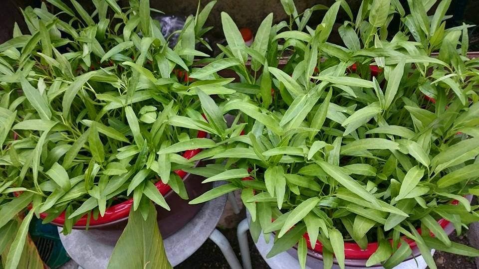 Cara mudah tanam kangkung di rumah, modal tak sampai RM10