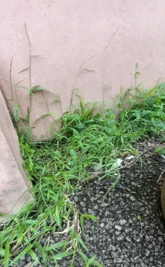 Guna 1 bahan ini, bantu kurangkan pertumbuhan rumput liar