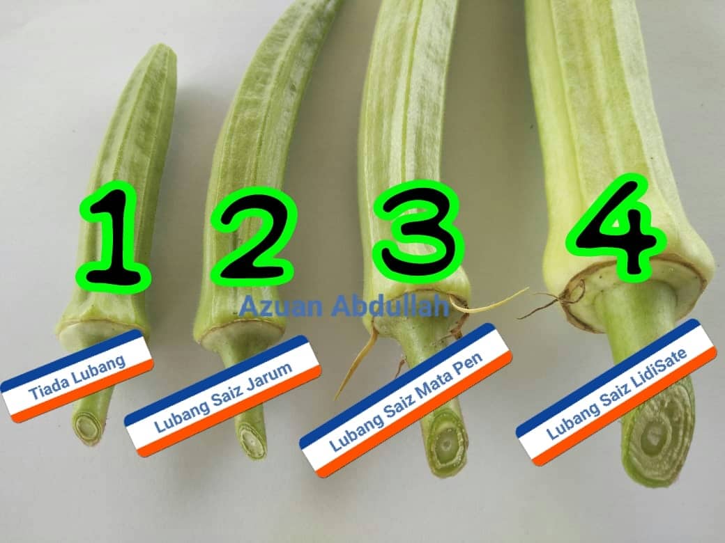 Kena pandai tengok lubang baru tak tersalah pilih bendi tua, cara masak pun berbeza setiap tahap