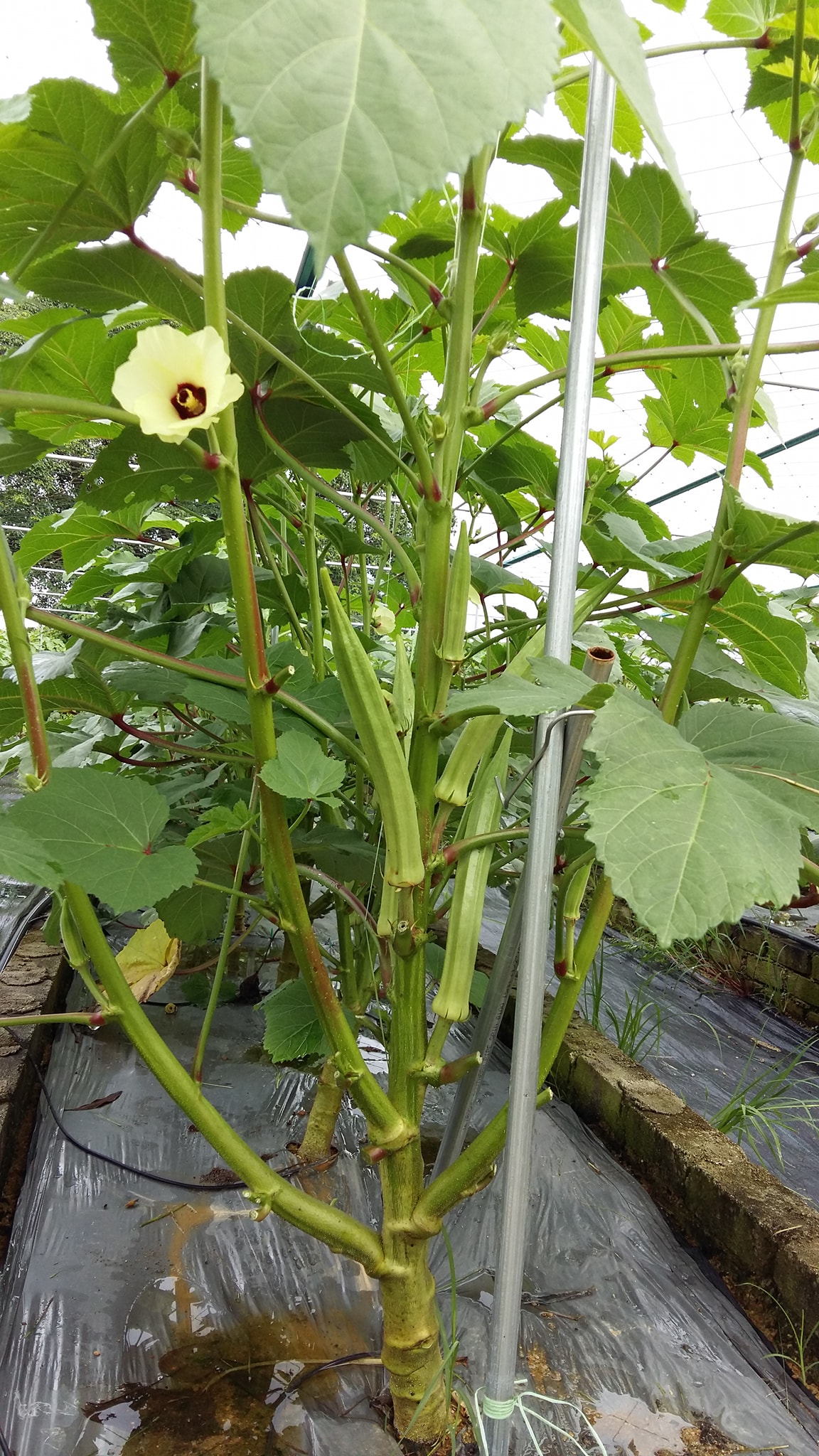 Kena pandai tengok lubang baru tak tersalah pilih bendi tua, cara masak pun berbeza setiap tahap