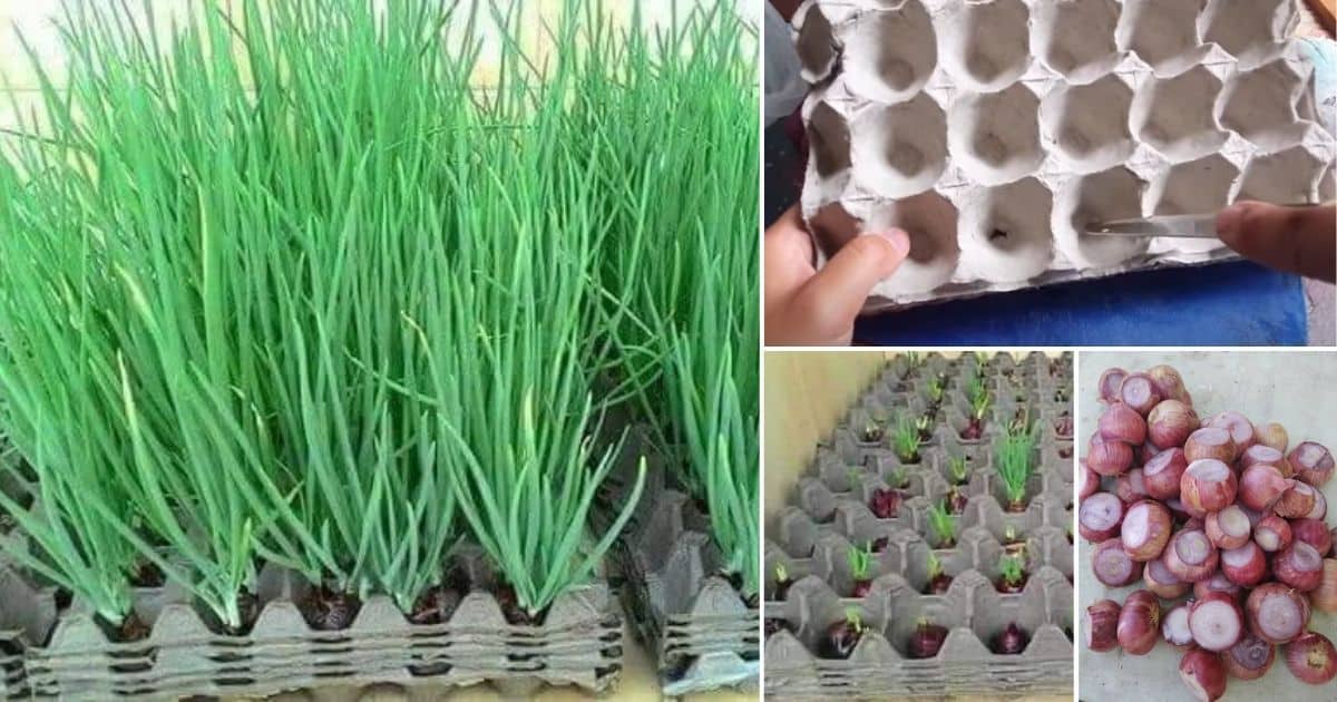 Paling senang, tanam pokok daun bawang tanpa tanah, tuai dalam 3 minggu