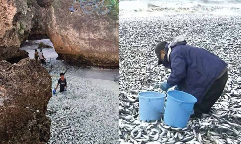 Patutla semalam ikan berkerumun naik ke darat, rupanya benar telahan, hari ini gempa datang