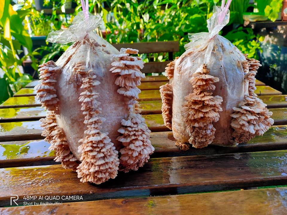 Peminat cendawan kukur boleh tanam sendiri, 7 hari boleh dapat hasil