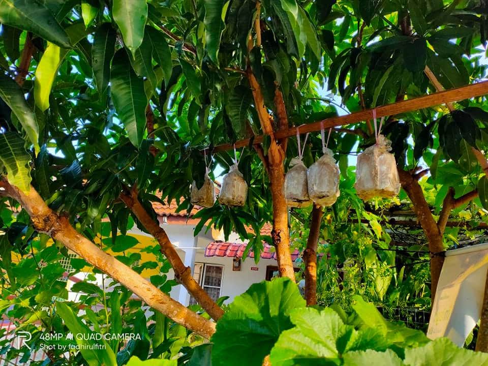 Peminat cendawan kukur boleh tanam sendiri, 7 hari boleh dapat hasil