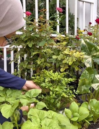 Senang rupanya tanam pokok selom, daun ulam ini pun banyak khasiat 