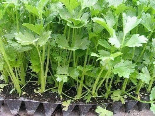 Tidak perlu beli lagi, ini tips menjadi semai daun sup