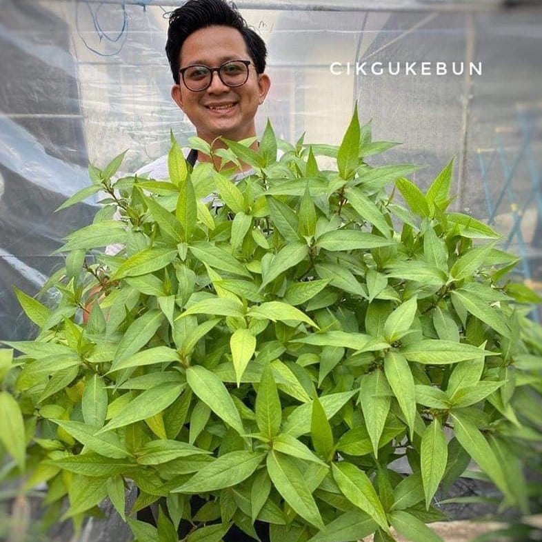 Antara yang kena ada di kebun dapur, individu kongsi teknik tanam daun kesum agar hidup subur