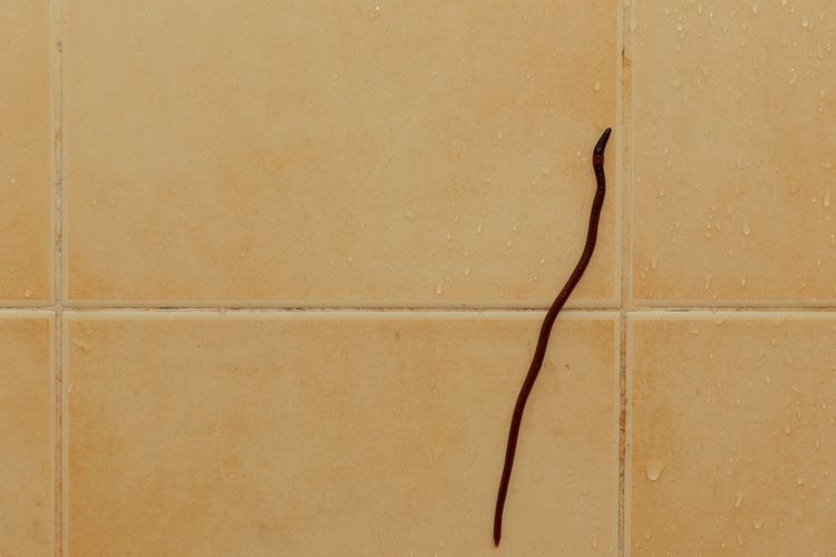 Cuba petua ini untuk hilangkan cacing dalam bilik air yang buat kita geli