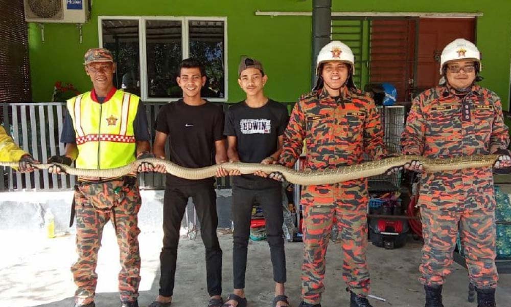 Jaga-jaga musim panas! Bunyi dengusan bawa penemuan ular tedung di bawah sofa