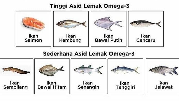  Jenis - jenis ikan untuk kesuburan, sesuai bantu wanita hamil