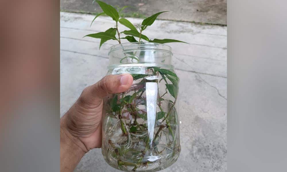 "Kena guna batang ..." - Ini punca kenapa tanam pokok kesum selalu tak menjadi