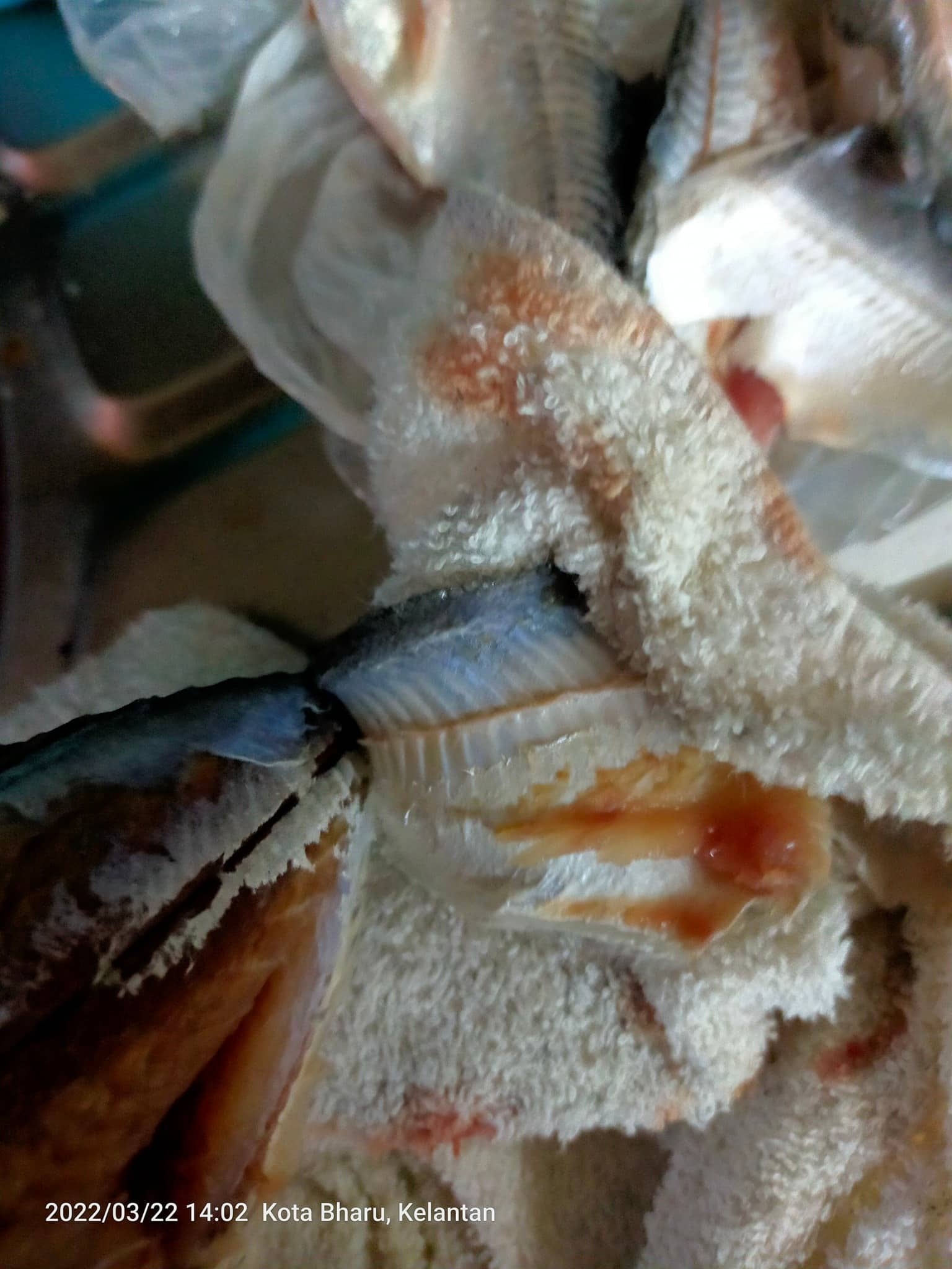 Mudah saja siat ‘jaket’ ikan cencaru, isi pun elok tak terburai 