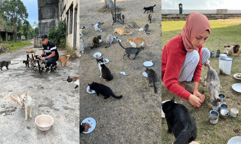 'Mungkin itu asbab bantu ke syurga kelak' - Ini nasihat papa pencinta kucing jalanan 
