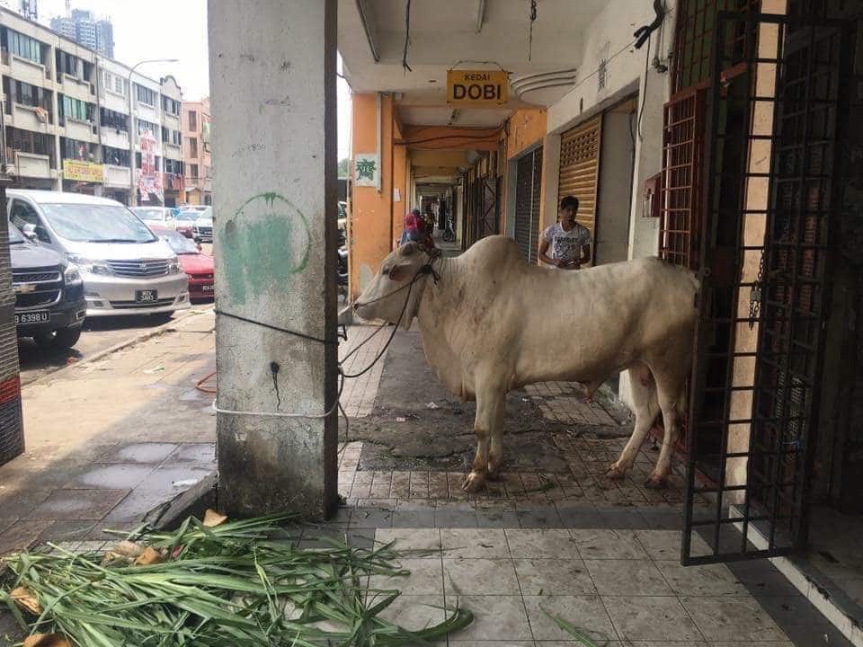 Netizen persoal di mana penguatkuasa apabila pendatang asing tambat lembu di kaki lima, cetus amarah ramai