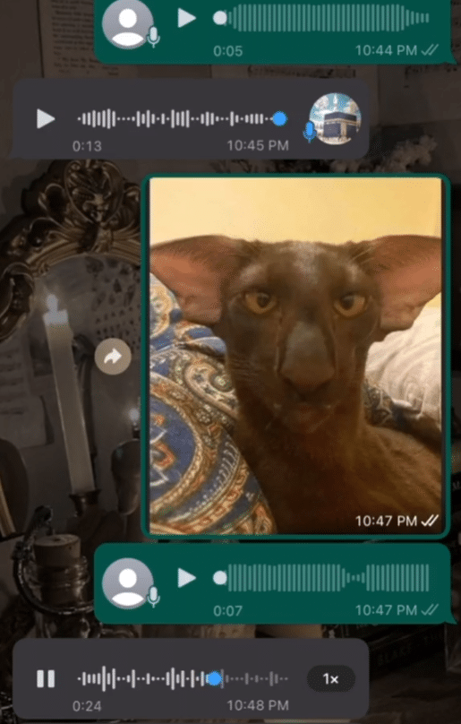 Ayah seram tengok kucing kacuk kelawar, tapi nama artis ini juga yang kena sebut 