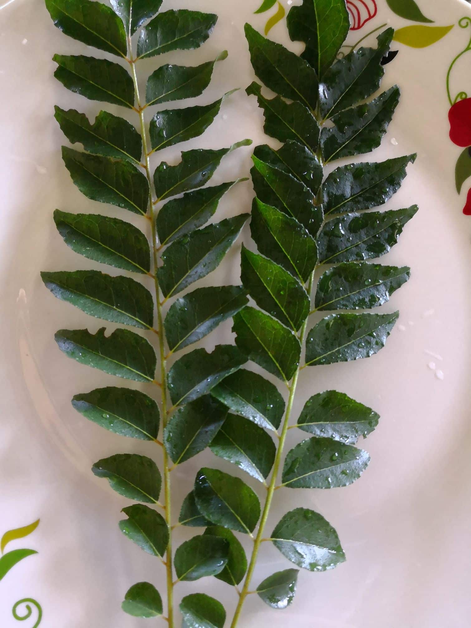 Bantu rawat mata, 'confirm' ramai berlumba tanam lepas tahu khasiat daun kari