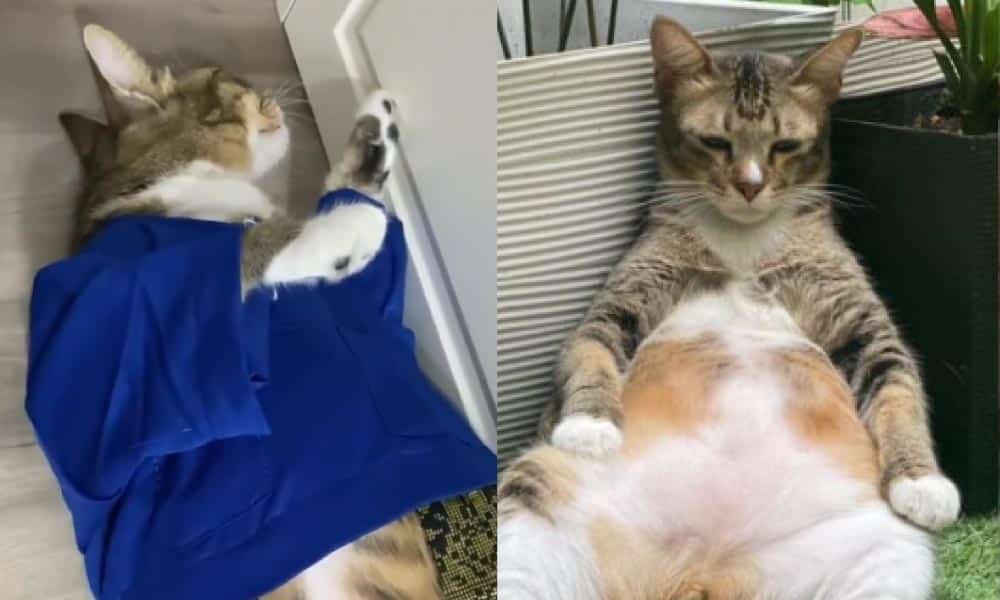 Bengang dengan mummy, aksi si bulus merajuk sebab baju raya tak sedondon undang tawa warga maya