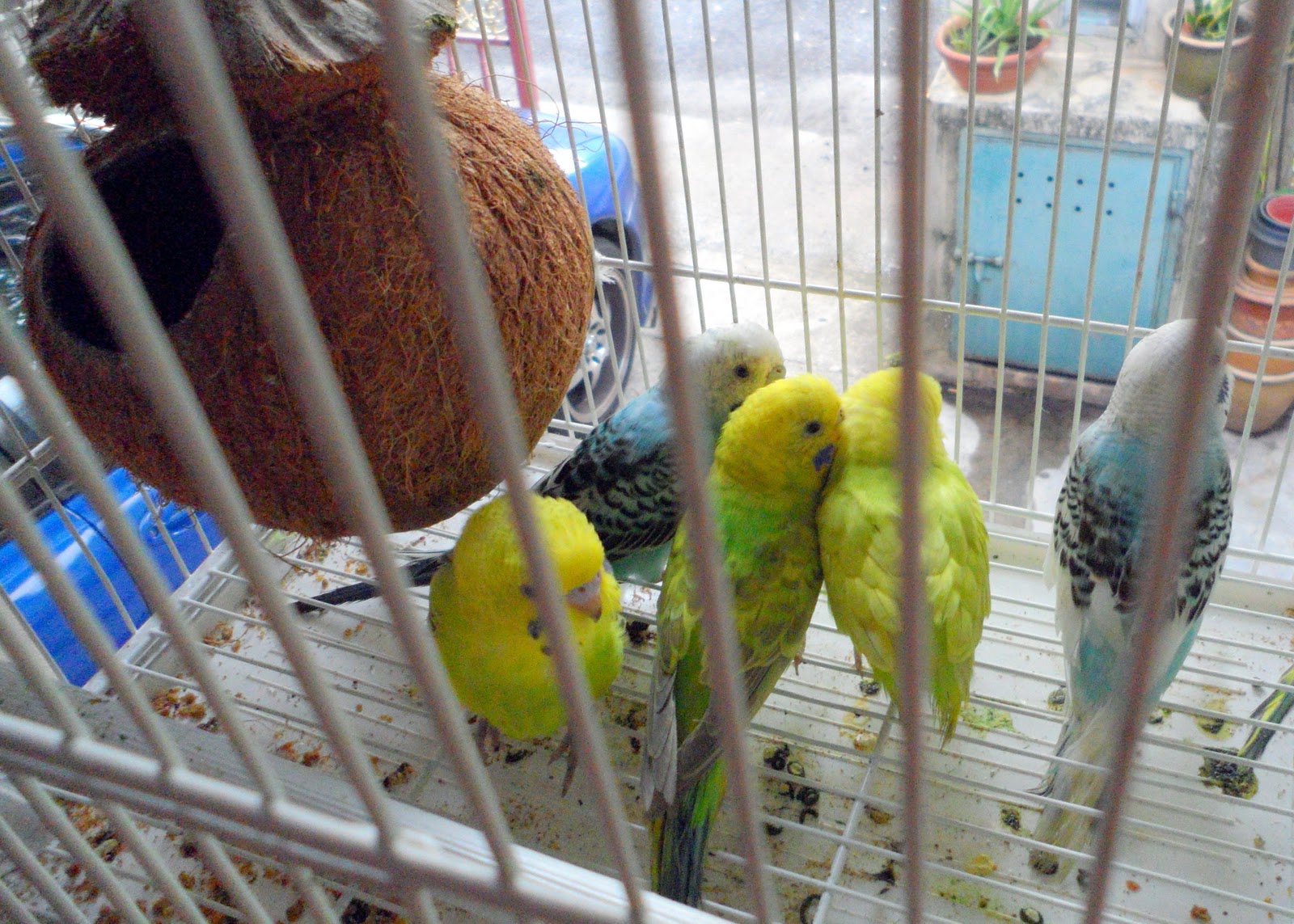 Dah keluar belanja lebih RM300 tapi lepaskan, ini hukum pelihara burung dalam sangkar kecil 