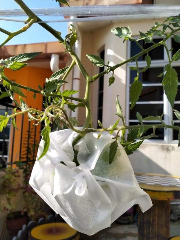 Individu kongsi cara mudah tanam pokok tomato yang pasti membuahkan hasil