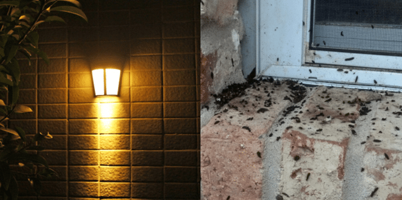 Lampu kuning vs lampu putih: Mana lebih sesuai elak tahi cicak bersepah?