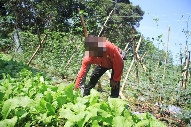 Makin besar kepala! Warga asing pelopori industri sayur secara haram