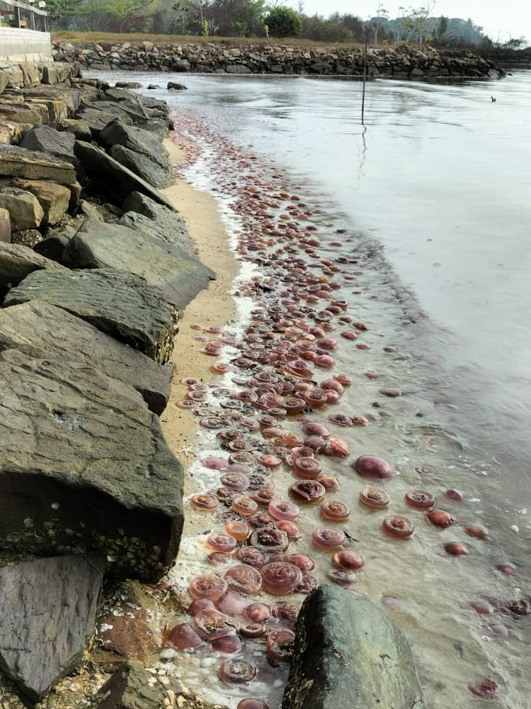 Obor obor tomato mendarat di sepanjang pantai Sabah