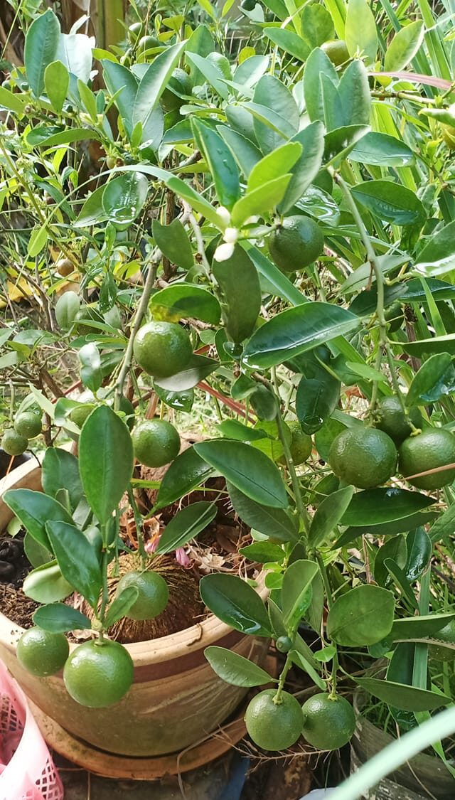 Rupanya tanaman pun perlu kena 'diugut', ini antara petua agar pokok cepat berbuah 