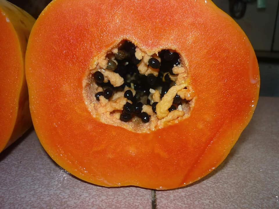 Tip semai anak betik, hanya pilih biji yang ada ciri ini