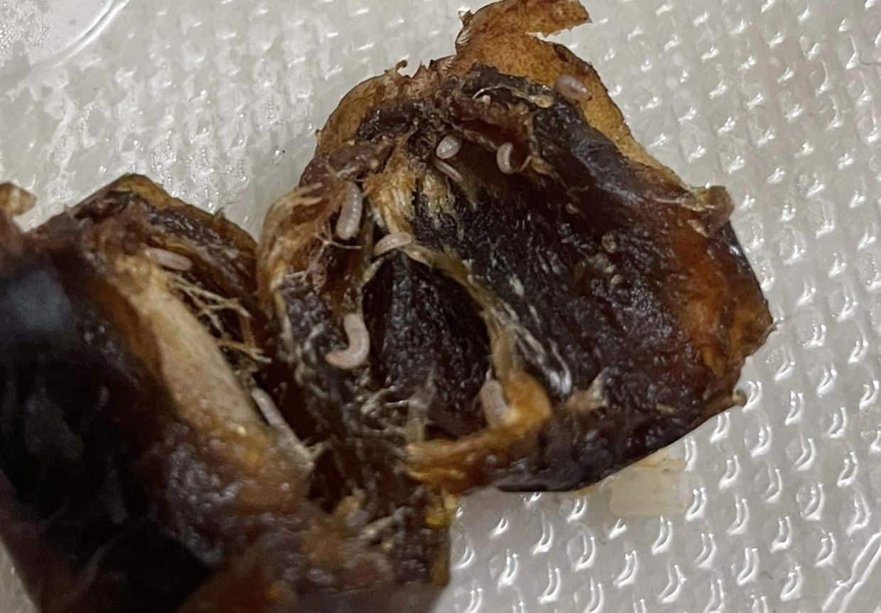 Ulat 'bersarang' dalam kurma, pelanggan persoal kualiti kebersihan syarikat pengeluar